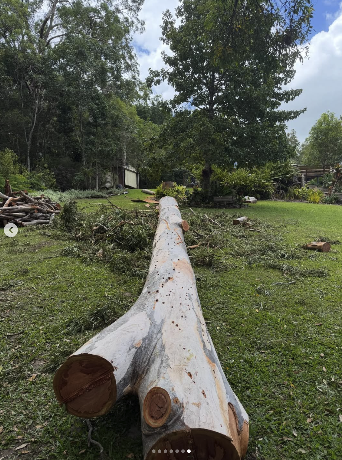 Tree removal in progress with arborist climbing the tree